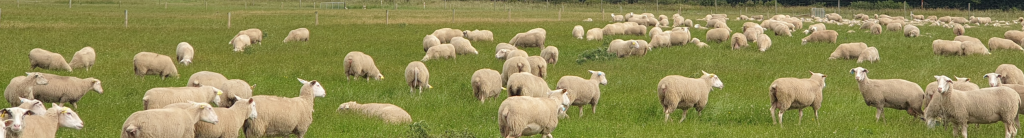 Sheep banner